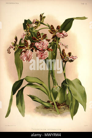 . Zygopetalum Zygopetalum maculatum (wie: INTERMEDIUM). Zwischen 1888 und 1894. H. Sotheran & Co., London (Editor) 220 Friedrich Sander - Reichenbachia ich Platte 16 (1888) - zygopetalum Intermedium Stockfoto