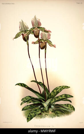 220 Friedrich Sander - Reichenbachia ich Platte 23 (1888) - Cypripedium × Io Stockfoto