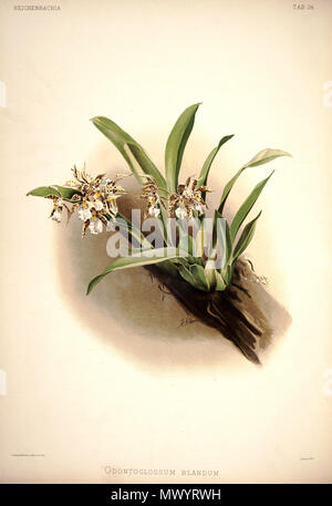 . Odontoglossum blandum. zwischen 1888 und 1894. H. Sotheran & Co., London (Editor) 220 Friedrich Sander - Reichenbachia ich Platte 24 (1888) - Odontoglossum blandum Stockfoto