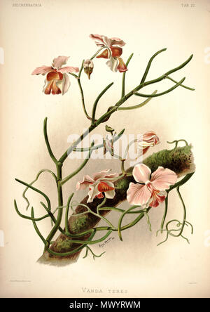 . Papilionanthe teres. zwischen 1888 und 1894. H. Sotheran & Co., London (Editor) 220 Friedrich Sander - Reichenbachia ich Platte 27 (1888) - Vanda teres Stockfoto