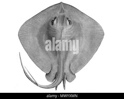 . Englisch: Short-tail Stingray (Dasyatis brevicaudata) Version mit verschiedenen Abmessungen für Infobox Nutzung. 1911. A.R.Mc Culloch 154 brevicaudata Dasyatis 4 x 3 Stockfoto