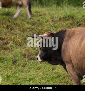 Profil von einem Stier Stockfoto