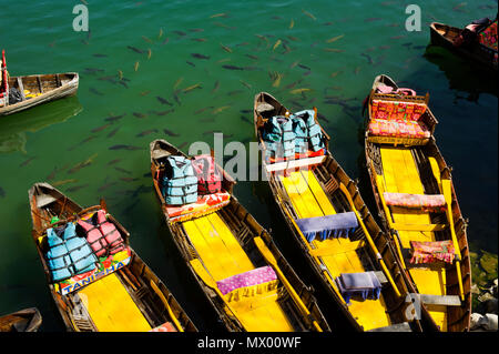 Fische in der Nähe der bunten touristischen Boote über naini Tal See, naini Tal, Uttarakhand, Indien Stockfoto