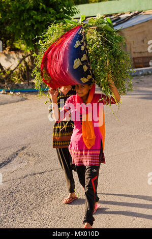 Junge Indische womans Futter für Rinder im Pawalgarh, Uttarakhand, Indien Stockfoto