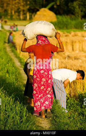 Junge Indische womans Futter für Rinder im Pawalgarh, Uttarakhand, Indien Stockfoto