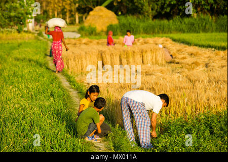 Junge Indische womans Futter für Rinder im Pawalgarh, Uttarakhand, Indien Stockfoto