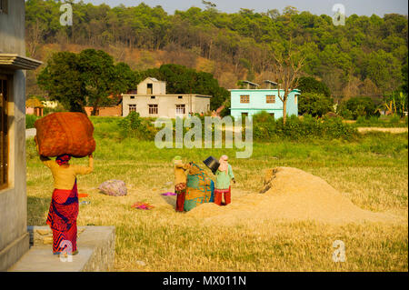 Junge Indische womans Futter für Rinder im Pawalgarh, Uttarakhand, Indien Stockfoto