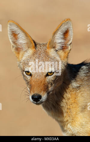 Porträt eines black-backed Jackal (Canis mesomelas), Kalahari Wüste, Südafrika Stockfoto