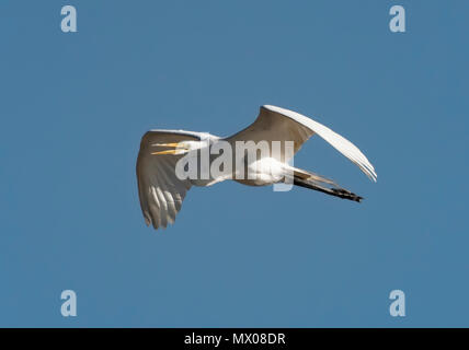 Ein Silberreiher, Ardea alba, Fliegen, gegen ein strahlend blauer Himmel. Stockfoto