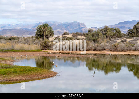 Charca de Maspalomas, Gran Canaria, Spanien, mit weißen Reiher. Es ist die Lagune des Barranco de Fataga, und wird durch das Meer regelmäßig überflutet. Stockfoto