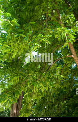 Deutschland, Köln, Kaukasische wingnut (Pterocarya fraxinifolia) im Roemerpark. Deutschland, Koeln, Kaukasische Fluegelnuss (Pterocarya fraxinifolia Stockfoto