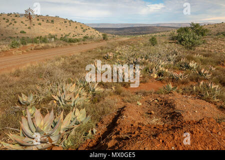 Sukkulente Aloe aus Rot unbefestigte Straße in die Landschaft des Addo Elephant National Park, Eastern Cape, Südafrika Stockfoto