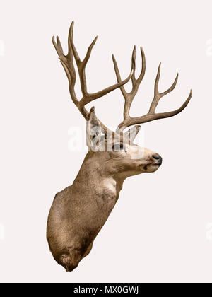 Trophy Whitetail Deer auf einem whiteground. Stockfoto