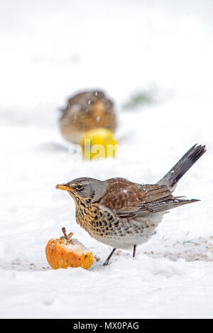 Fieldfares (Turdus pilaris) in einem britischen Wintergarten, Großbritannien, Großbritannien Stockfoto