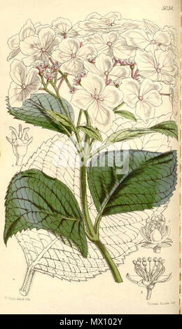 . Englisch: Hydrangea stylosa, wie Hortensie cyanema. 2 Juni 2012, 23:29:09. W.H. Fitch 290 Hortensie stylosa Stockfoto