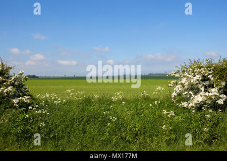 Ein blühender Weißdorn Hecke mit einer Lücke mit Blick auf Erbsen- und Weizenernte mit Wildblumen und Gräser unter einem blauen Himmel in den Yorkshire Wolds in Summe Stockfoto