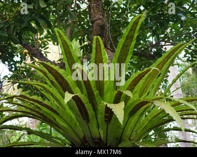 Grüne Pflanze in der natürlichen Umwelt im Regenwald, Indonesien. Jungle Regen Wald Stockfoto