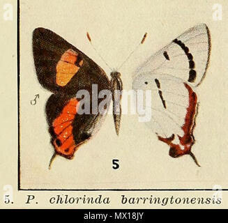 . Englisch: Pseudalmenus barringtonensis chlorinda, männlich, Waterhouse, 1928, von der Außenseite. 10 März 2016, 10:44:42. Gustavus Athol Waterhouse 505 PseudalmenusChlorindaBarringtonensisWaterhouse 1928 Stockfoto