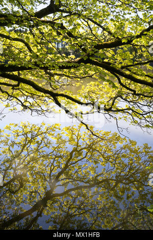 Frühling Laub in Haining Loch, Selkirk, Schottland, UK wider Stockfoto