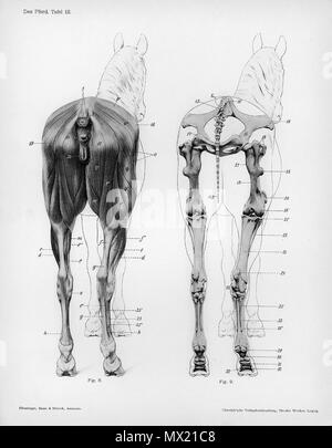 . Tier anatomische Gravur von Handbuch der Anatomie der Tiere for Germany" - Hermann Dittrich, Illustrator. 1889 und 1911-1925. Wilhelm Ellenberger und Hermann Baum 285 Pferd Anatomie posterioren anzeigen Stockfoto