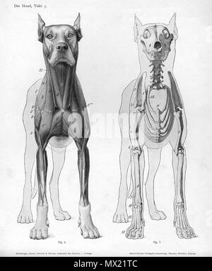 . Tier anatomische Gravur von Handbuch der Anatomie der Tiere for Germany" - Hermann Dittrich, Illustrator. 1889 und 1911-1925. Wilhelm Ellenberger und Hermann Baum 166 Hund Anatomie anteriore Ansicht Stockfoto