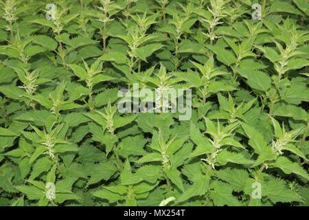 Urtica dioica/Brennnessel, Brennnessel/Nesselblatt Hintergrund Stockfoto