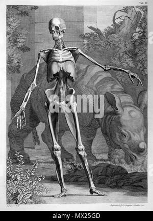 . Bernhard Siegfried Albinus (1697-1770): Tabellen des Skeletts und der Muskeln des menschlichen Körpers, 1749. Januar 2008. McLeod 33 Albinus Skelett w weniger Muskeln Stockfoto