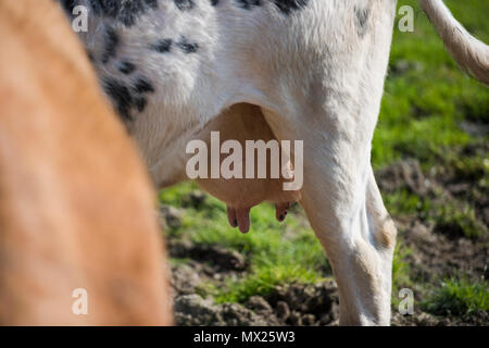 Einer kuh euter. Stockfoto