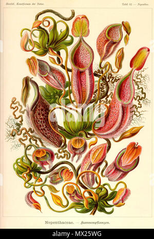 . Englisch: Nepenthes melamphora (N. Gymnamphora) aus Kunstformen der Natur, t. 62 (1900). 11 Februar 2013, 02:06:51. Ernst Haeckel 441 Nepenthes melamphora - Kunstformen der Natur (1900) Stockfoto