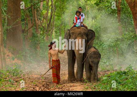 Surin, Thailand - 25. Juni 2016: Mahout Elefant mit seinem Kalb für Jungen und Mädchen Schüler in Uniform es reiten auf Gehweg in Wald in S zu gehen Stockfoto