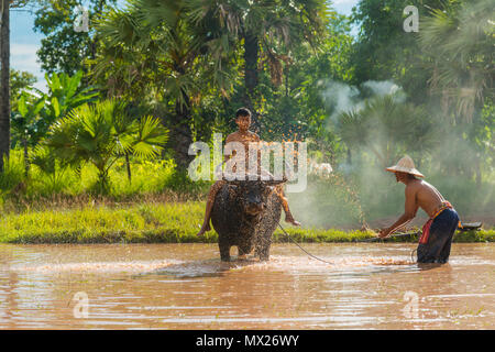 Saknonakhon, Thailand - 30. Juli 2016: Landwirt tauchen Wasser und werfen zu Badewanne Büffel reiten durch einen Jungen in Reisfarm in ländlichen von Sakonnakhon, Thailan Stockfoto