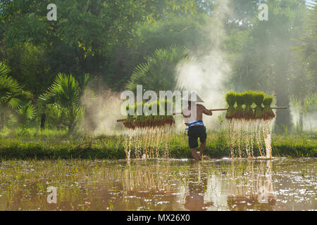 Sakonnakhon, Thailand - 30. Juli 2016: Bauer die tropfende Reis Sojasprossen aus kleinen Bereich Farm in Reisfarm in Sakonnakhon, Thailand zu verpflanzen Stockfoto