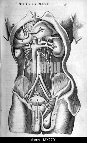 . Thomas Bartholin (1616-1680): Anatome ex omnium veterum recentiorumque observationibus, 1673. Januar 2008. McLeod 73 Bartholinischen abdomen Anatomie Stockfoto