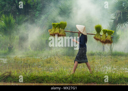 Sakonnakhon, Thailand - 30. Juli 2016: Bauer die tropfende Reis Sojasprossen aus kleinen Bereich Farm in Reisfarm in Sakonnakhon, Thailand zu verpflanzen Stockfoto