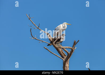 Ein silberreiher (A. alba) und ein fischadler (S. haliaetus) auf einem Tod Baum in Chincoteague National Wildlife Refuge, Virginia, United States thront. Stockfoto