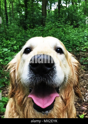 Porträt eines Golden Retriever mit seine Zunge heraus Stockfoto