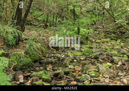 Fast ausgetrockneten Flussbett, Ende der Goesa Wald trail, in den Tsitsikamma National Park, mit Farnen, Garden Route, Südafrika Stockfoto