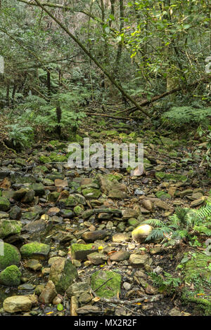 Fast ausgetrockneten Flussbett, Ende der Goesa Wald trail, in den Tsitsikamma National Park, mit Farnen, Garden Route, Südafrika Stockfoto