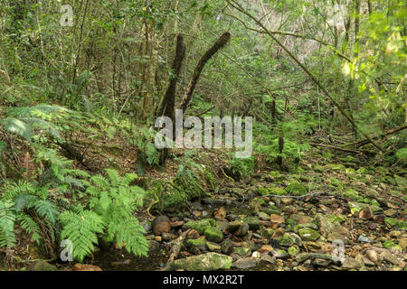 Fast ausgetrockneten Flussbett, Ende der Goesa Wald trail, in den Tsitsikamma National Park, mit Farnen, Garden Route, Südafrika Stockfoto