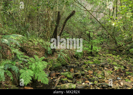 Fast ausgetrockneten Flussbett, Ende der Goesa Wald trail, in den Tsitsikamma National Park, mit Farnen, Garden Route, Südafrika Stockfoto