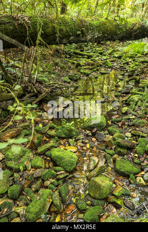 Fast ausgetrockneten Flussbett, Ende der Goesa Wald trail, in den Tsitsikamma National Park, mit Farnen, Garden Route, Südafrika Stockfoto