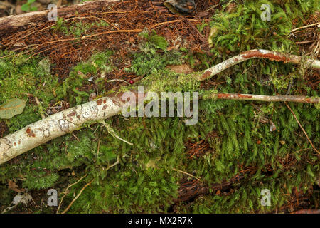 Fallende Zweig auf Moss mit Moos auf der Goesa Trail in den Tsitsikamma National Park, Garden Route, Südafrika Stockfoto