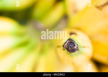 Banane verkauft an eine Frucht in Bali, Indonesien. Flache Tiefenschärfe konzentrieren sich auf die Spitze. Stockfoto