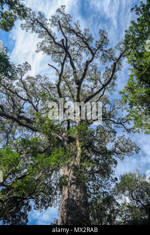 Alten, großen Baum im Tsitsikamma National Forest, an der Garden Route, südlichen Kap, Südafrika, Stockfoto