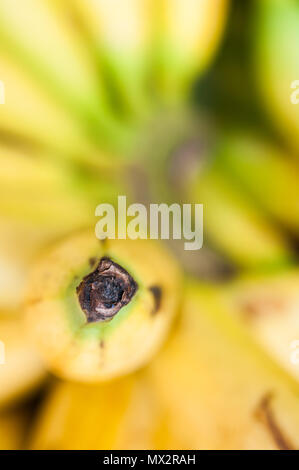 Banane verkauft an eine Frucht in Bali, Indonesien. Flache Tiefenschärfe konzentrieren sich auf die Spitze. Stockfoto