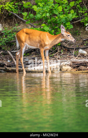 Ein whitetail deer Spaziergänge an den Ufern eines Sees. Stockfoto