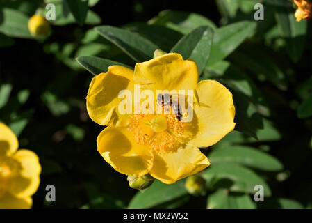 Herbst Buttercup Mit bee Stockfoto