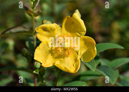 Herbst Buttercup mit Tautropfen Stockfoto