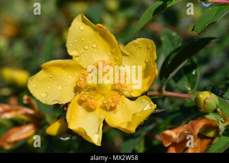 Herbst Buttercup mit Tautropfen Stockfoto