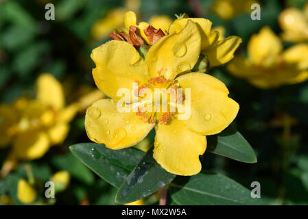 Herbst Buttercup mit Tautropfen Stockfoto